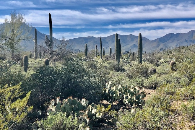 3417 North Camino De Oeste - Unique Private Desert Casita 12 min from University Apartments