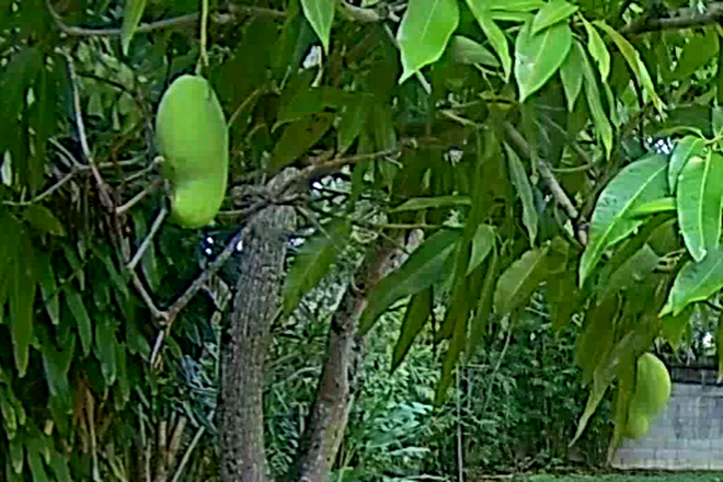 Mango tree - Furnished. Walking Distance to the University of Miami!.  Utilities and Internet included. House