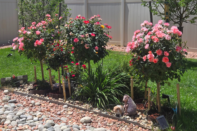 cute backyard with different trees and flowers - Room near 61&Pena train station 40 mins by A line 28 min by car House