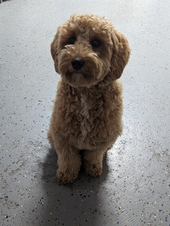 Cowboy! - Comfy Loft w Bed & Bath Near Southpoint/ Durham