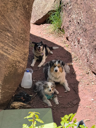 Our pups - Room for Rent – Available in August