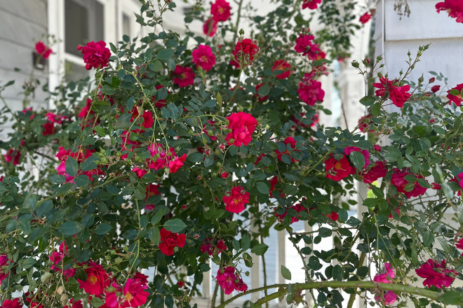 Rose garden - 7 Min Walk to Tufts | 6BR for 6 People | $1,300/Person | No Fee | Parking + Laundry Duplex