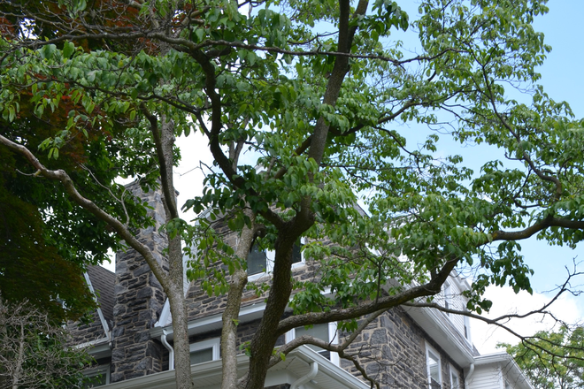 Outside Street View - Beautifully renovated house, close to campus!