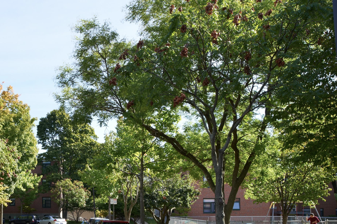 Outside view - Botanic Garden (one room in a HUH 2B1B), in-house laundry, quite neighborhood, convenient location!