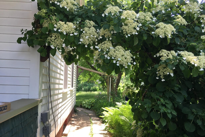 Walkway from street parking in summer - QUIET 2-Bdrm Apt nr Bike & Wooded Trails, Artsy Turners Falls, CT River; Reliable Neighborly Owners