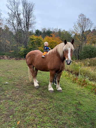 Blaze - SUNNY NORWICH STUDIO ON HORSE FARM House