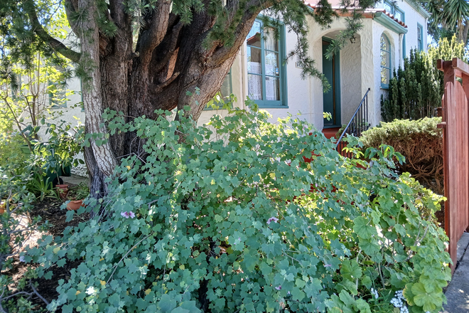 Entrance - Charming 1 Bedroom  home  in Central Berkeley, furnished, very good neighborhood, 4 -5 month lease.