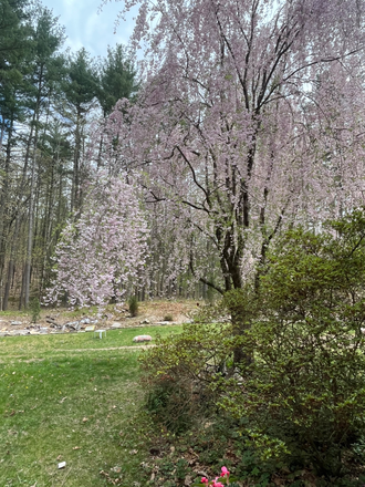 Big yard with flowering shrubs and trees and space to sit and enjoy. - Furnished Bedroom In Beautiful Peaceful Location In Private Home 5 miles From UMass