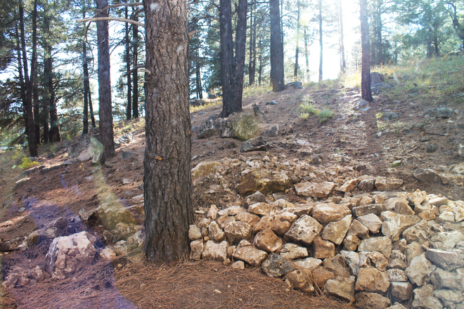 Forested area around property, view from patio - Quiet 4-bedroom townhome near NAU with private entry and dedicated parking