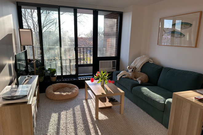 Living room with afternoon sunlight - Modern, Furnished 1Bed 1Bath with Premium Appliances Apartments