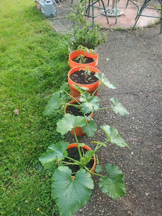 Patio/backyard - Seeking roommate Apartment in house close to campus