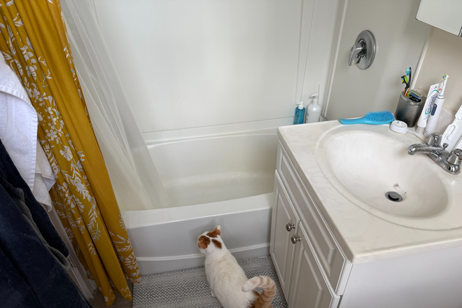 Bathroom - 2 Bed/2 Bath apartment in Allston, 5 minute walk from Packard's Corner, Close to Campus
