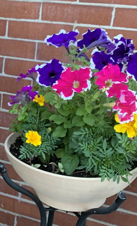 Plants - Luxury furnished apartment, kitchen, living room, master bedroom $3,650 per month