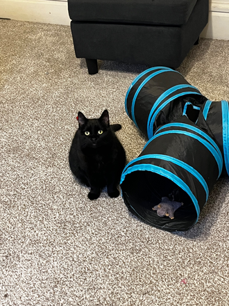Cat - Heritage property management Apartments