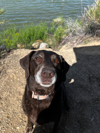 Baloo the dog - 5 Bedroom Home Close to Campus