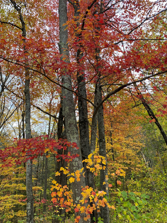 Outside view during the fall - Comfy apartment, close to campus, walking distance to Puffors ponds, waterfall, and Mill River