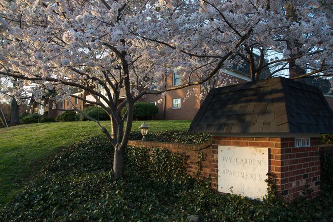 Ivy Garden - Ivy Garden