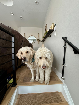 Pax and Kane- your fuzzy roommates - Room for rent in beautiful townhome: 420 friendly