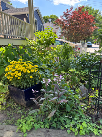 front garden - Chilton Street Apartment