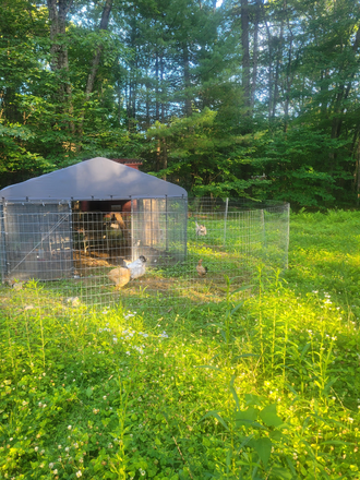 The chickens that produce the eggs - Seeking housemate in lovely Shutesbury ($1000/month including utilities)