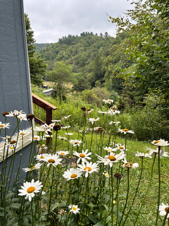 exterior with daisies - 3 Bed/2 Bath House - Partially Furnished, Great Views