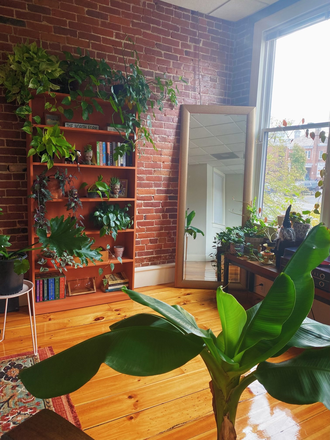 Loft 1 bedroom in the center of Amherst - Don't miss out on housing for next year. Loft, center of town granite kit, hdwd flrs!
