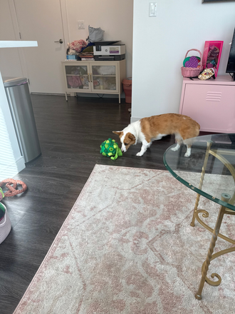 living room and dog - Looking For Roomate in January