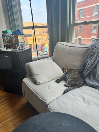 Living Room - NEED 1 ROOMATE Spacious, 4 bed 2 ba apartment right by campus, great lighting, high ceilings, patio