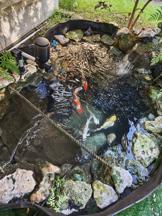 Koi fish pond - Room for Rent/Shared house