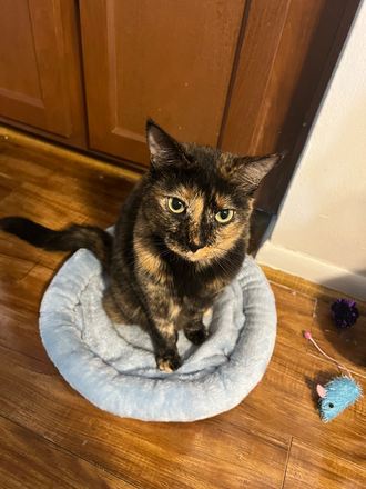 Our cat, Tiramisu :) - Lilac Village