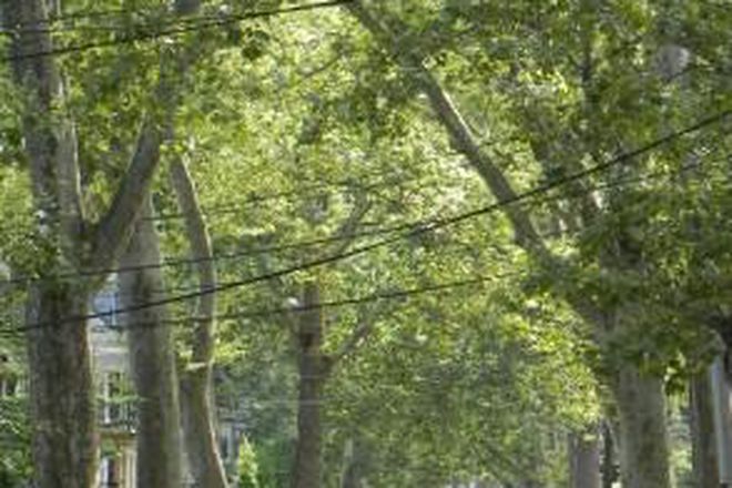 Tunnel of trees approaching our house. - Furnished Room in highly desirable Coolidge Corner, near BU, BC, Harvard LMA, NE