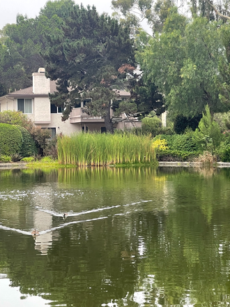 Two Duck Ponds With Walking Paths full of fish, birds and other wildlife - Nature Santuary - Duck Ponds, Canyon and Walking Paths - 15 Min to Campus