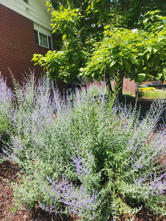 1090 30th Street Boulder - Walk to East and Main C.U. CAMPUSES. Preleasing 1 Bedroom, 1 bath