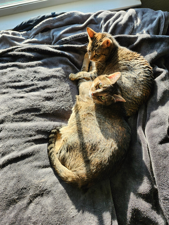 My Cats - Jamison at Brier Creek Apartments