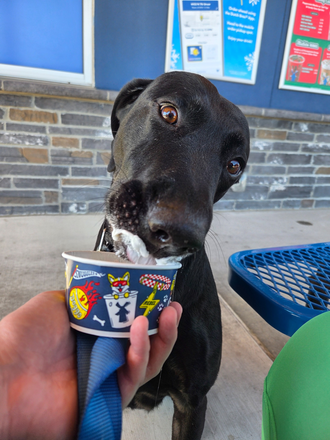 Dog 1: Vedha - Cute Townhome Near Bus Stop - Utilities Included and Furnished Fully