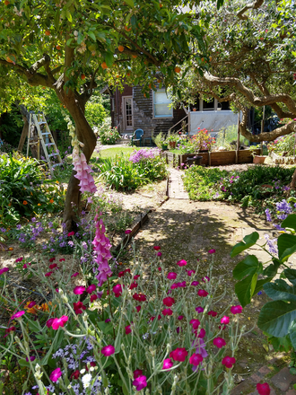 Backyard Garden - Room with Private Bath in Elmwood Brown Shingle House
