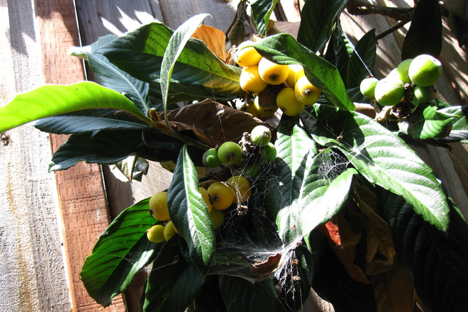 Loquat tree now ripe by kitchen area window - I- Bedroom beautiful garden ADU, secure gate , The Annex near BART, and amenities.