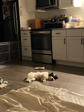 The Kitchen (and my dog) - Studio Near Cleveland Clinic - Available May 2026 Apartments