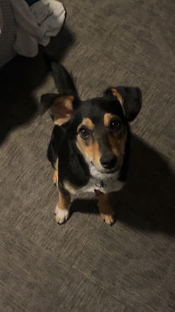 Mazie - The Ridge Apartments