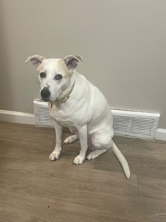 dog - Room in 2BR Apartment off Baseline and Mohawk