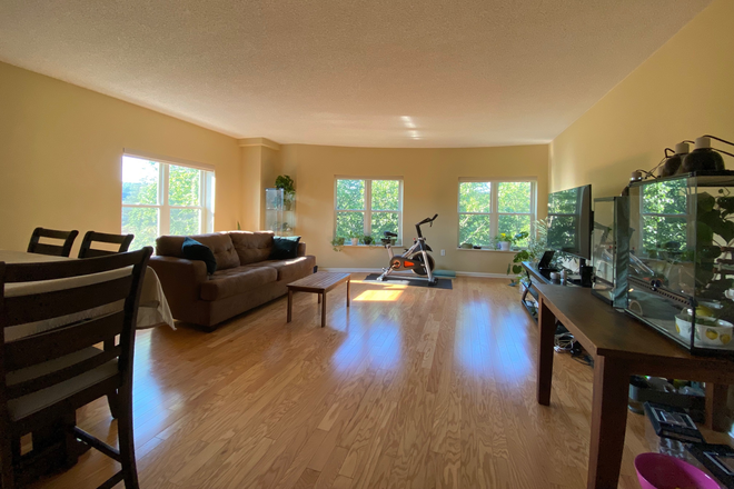 living room - Sun-drenched, expansive 2BR 2BA condo, 4th floor, minutes to Harvard