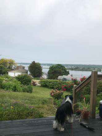 view of westport river with my dog - Lovely  house ,waterview ,Westport.  Suitable for a single, roommates, couple