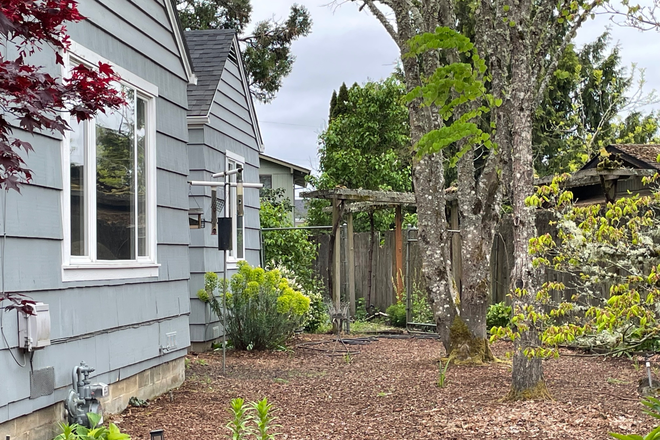 Side yard with grape arbor - Perfect floor plan for three adults sharing home in Cal Young neighborhood