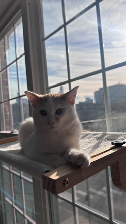 Cat, friendly - Private Room in Shared Apartment