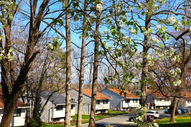 Spring Exterior - The Woods | 2 Bedroom Duplex Rental