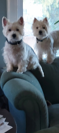 Must like dogs. - 48 Vauxhall A New England Guest House