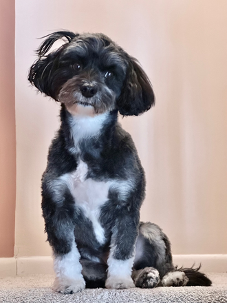 Tux - South Burlington Homeshare: Ground Floor Bedroom
