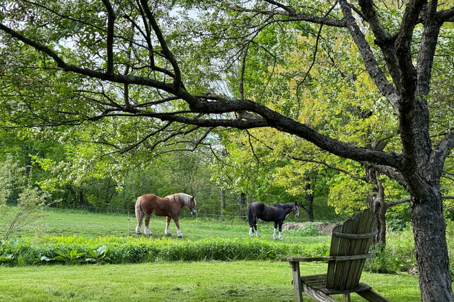 Blaze and Mr. Miller - SUNNY NORWICH STUDIO ON HORSE FARM House