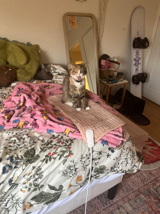 my cat - One Roomate needed 2 bd 1 bath Apartments