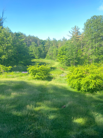 Front yard-spot the baby deer! - Van Dusen House